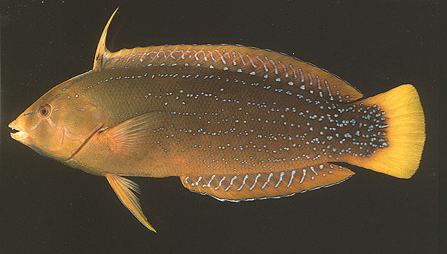 Coris marquesensis