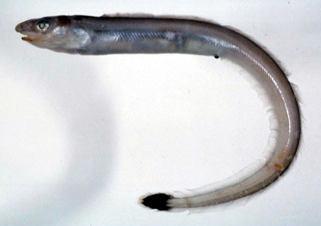 Congriscus megastoma