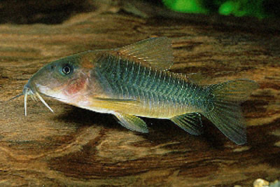 Osteogaster melanotaenia