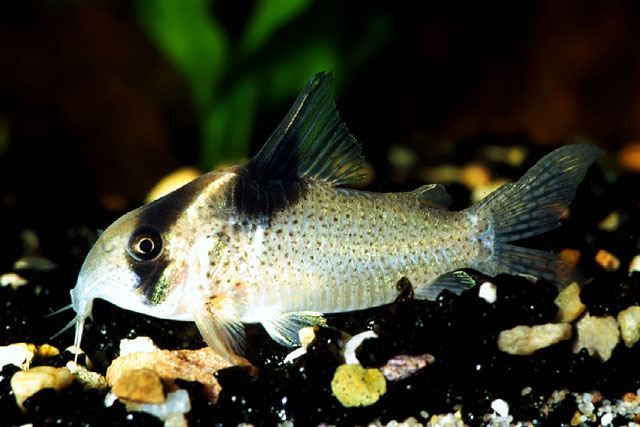 Hoplisoma melanistium