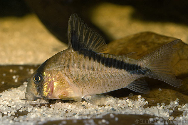 Hoplisoma melini