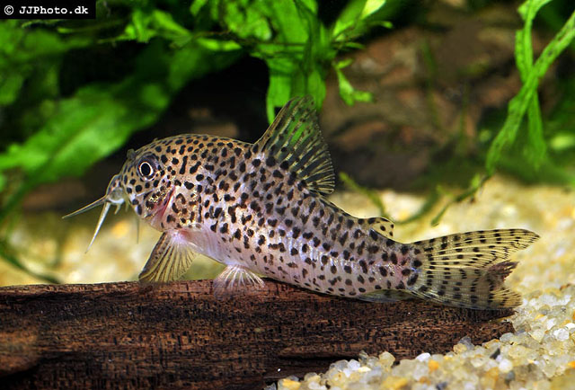 Hoplisoma multimaculatum