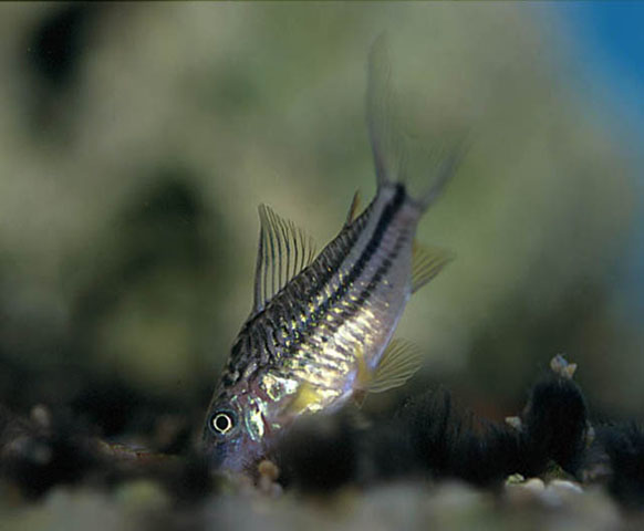 Gastrodermus napoensis