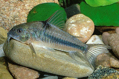 Hoplisoma nattereri