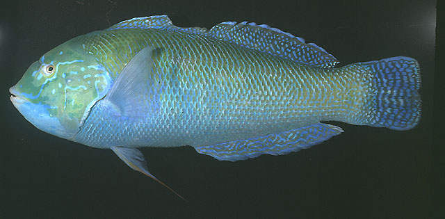 Coris nigrotaenia
