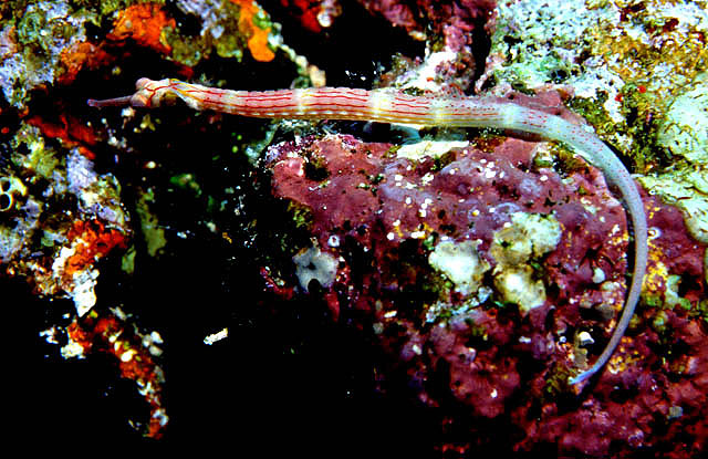 Corythoichthys nigripectus