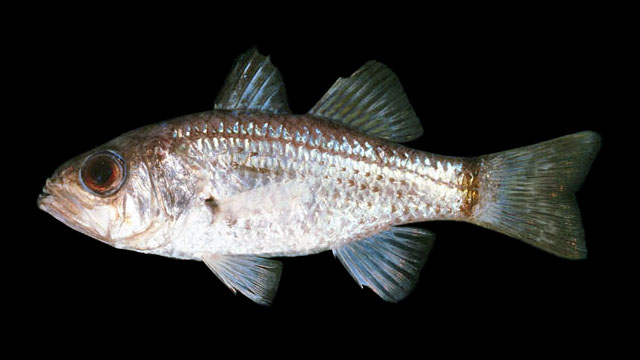 Amioides polyacanthus