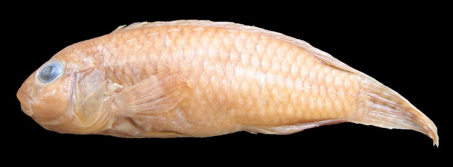 Copug_u0.jpg