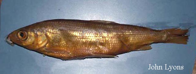 Corei_u0.jpg