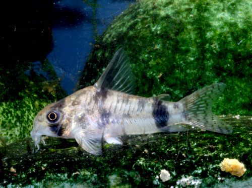 Hoplisoma reynoldsi