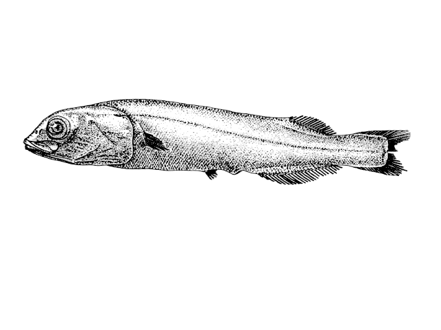 Conocara salmoneum