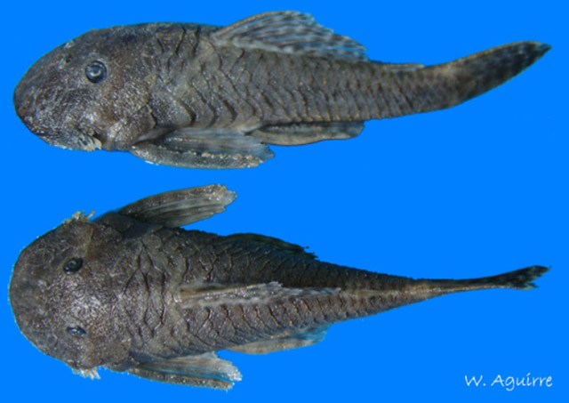 Transancistrus santarosensis