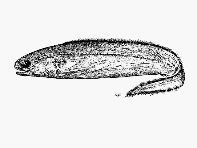 Coloconger scholesi
