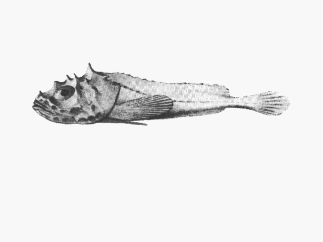 Cottunculus spinosus