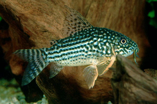 Hoplisoma sterbai