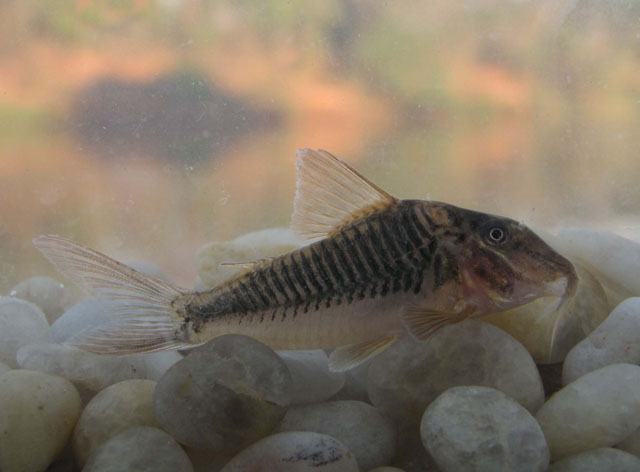 Corydoras treitlii