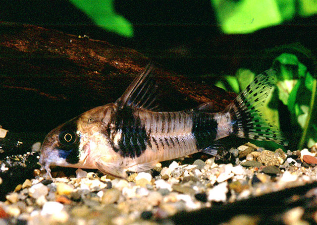 Hoplisoma tukano