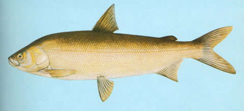 Coregonus ussuriensis