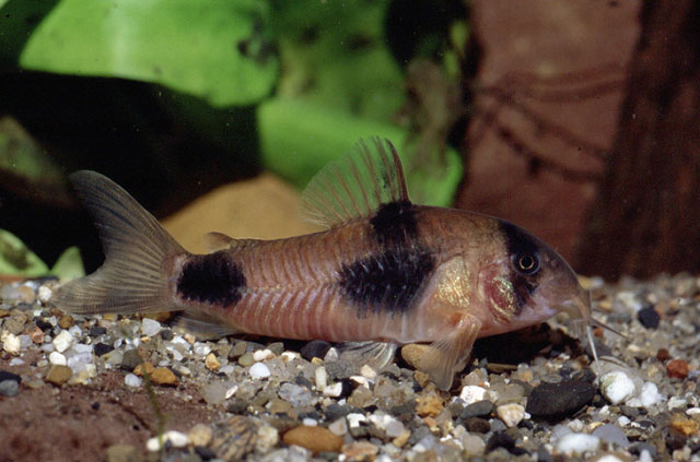 Hoplisoma weitzmani