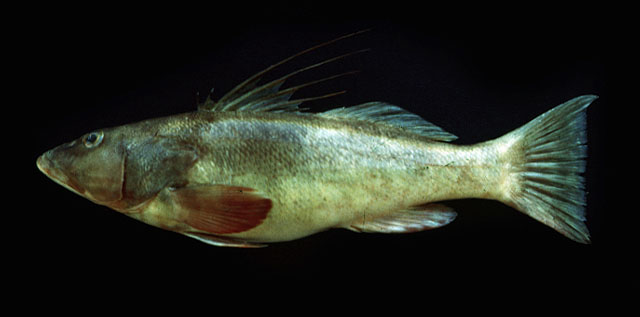 Cratinus agassizii