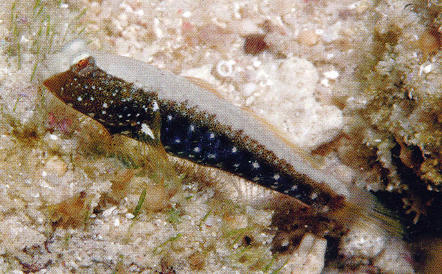 Cryptocentrus albidorsus