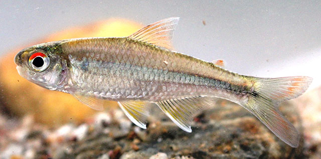 Creagrutus brevipinnis
