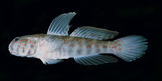 Cryptocentrus altipinna