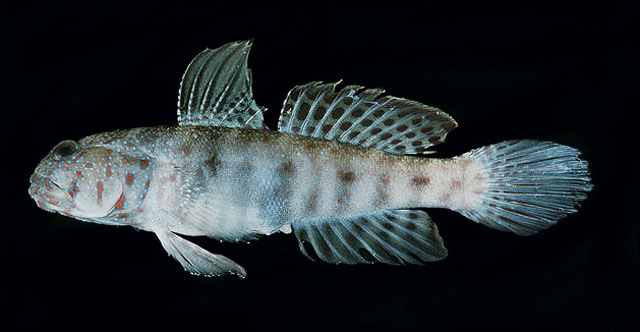 Crcae_u8.jpg