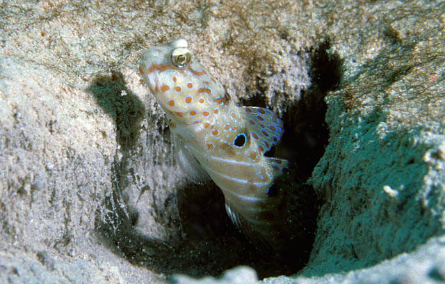 Cryptocentrus caeruleopunctatus