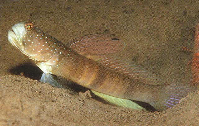 Cryptocentrus cebuanus