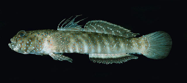 Cryptocentroides insignis