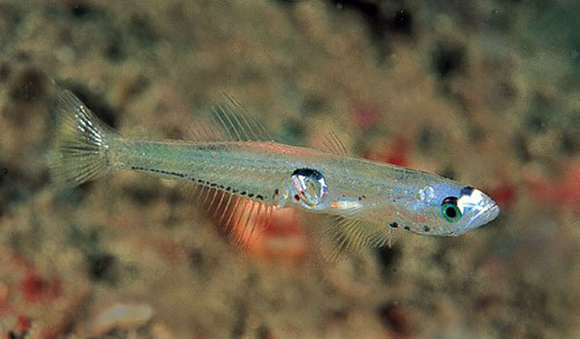 Aphia minuta