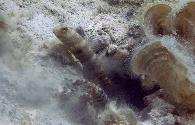 Cryptocentrus lutheri