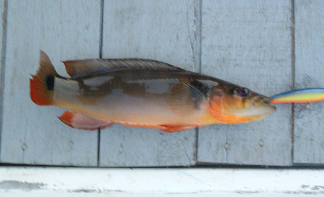 Crenicichla macrophthalma