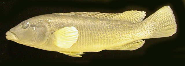 Crenicichla minuano