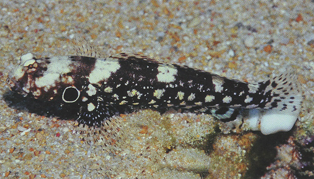 Cryptocentrus nigrocellatus