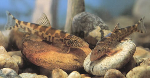 Formosania stigmata