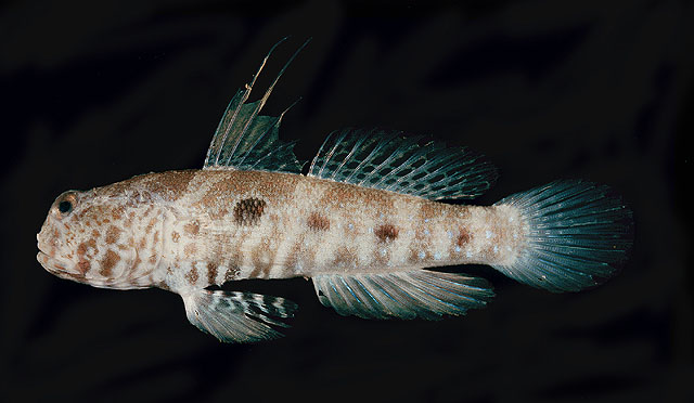 Cryptocentrus strigilliceps