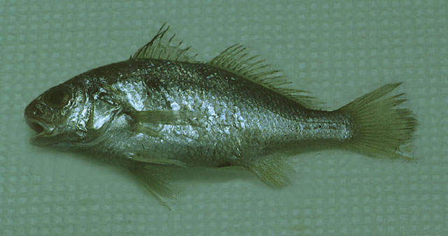 Ctenosciaena gracilicirrhus