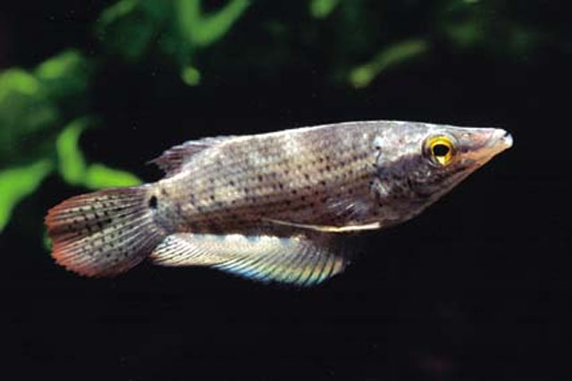 Ctenops nobilis
