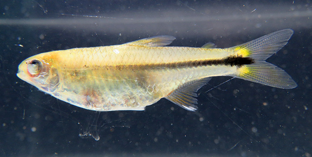 Ctenocheirodon pristis