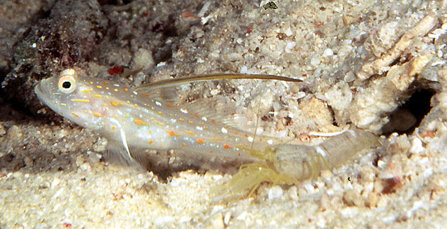 Ctenogobiops tangaroai