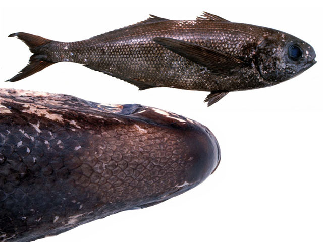 Cubiceps capensis