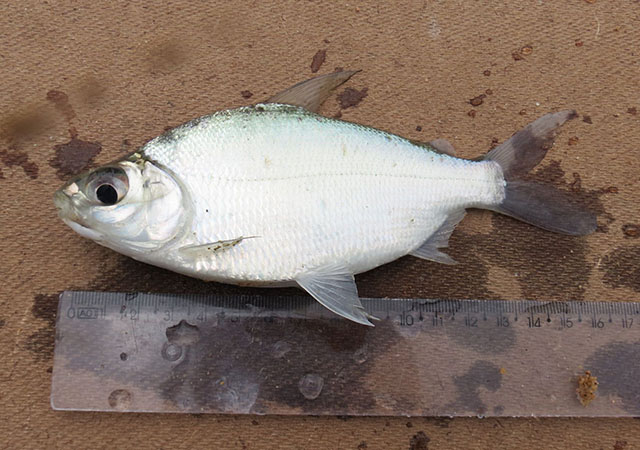 Curimata inornata