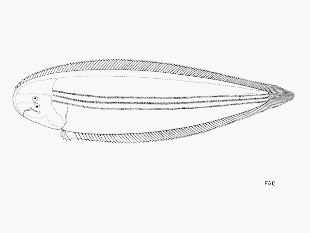 Cynoglossus trulla