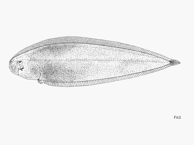 Cynoglossus cadenati