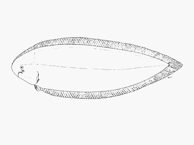 Cynoglossus durbanensis