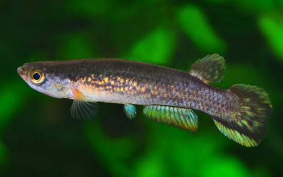 Cynodonichthys fuscolineatus