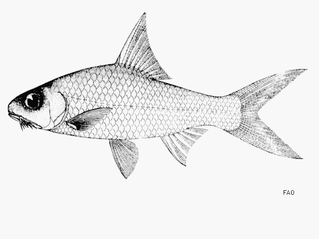 Cyclocheilichthys heteronema