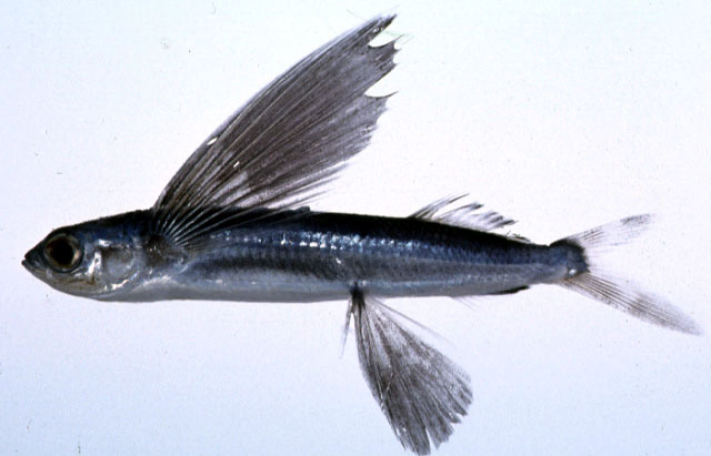 Cypselurus hiraii
